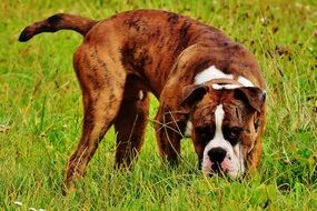 super Boxer dog on a grass