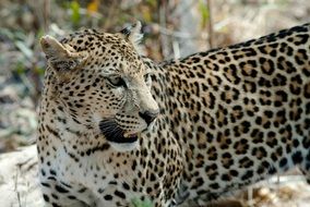 Leopard in Botswana