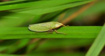 Leaf Hopper Insect