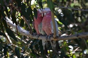 Colorful Cockatoo couple on the tree