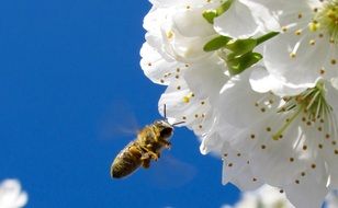 Bee is flying to the white flowers in spring