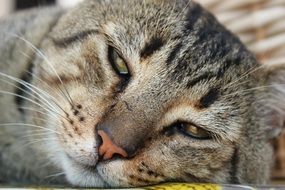 head of a sleeping cat