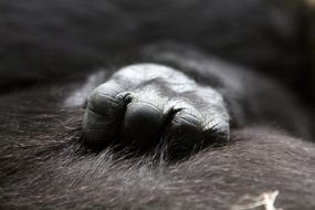 cute little Gorilla Baby Hand Close Ape