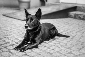 black Dog monochrome foto