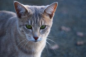 wonderful and beautiful Mackerel cat