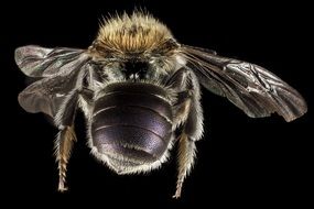 Mason Bee Macro