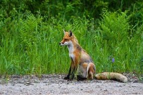 wild red fox in Canada