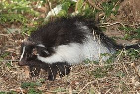 black and white skunk