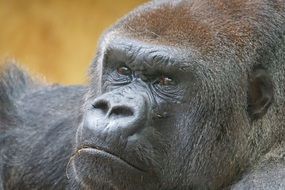 cute lovely Gorilla close-up on blurred background