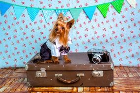 little dog on an old vintage suitcase
