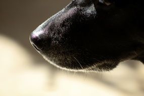 dog's nose close up