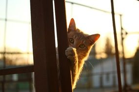 red kitten hiding behind pole