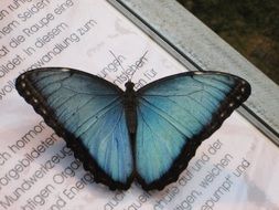 closeup picture of Blue butterfly Morpho Peleides