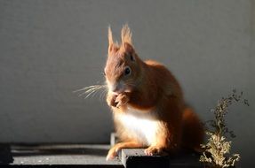 cute red Squirrel eating in cage