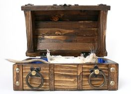 dead domestic hamster in the casket