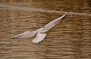 white gull over a calm lake