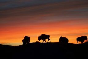 Silhouettes of the animals in the sunset time