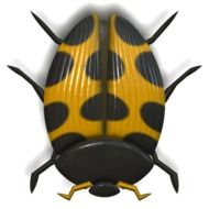 Black and yellow ladybug on white background