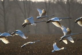 wonderful and beautiful whooper Swans