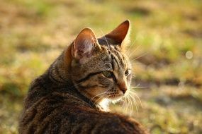 striped domestic cat on the street