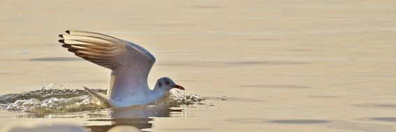 seagull is sailing on Lake Constance