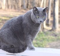 domestic gray cat sits on the street