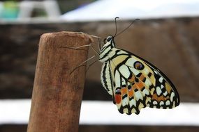 butterfly on the wooden stick