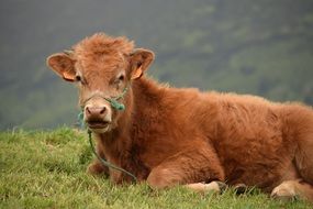 brown calf sits on the grass