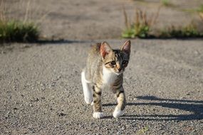 kitten among the road on a sunny day