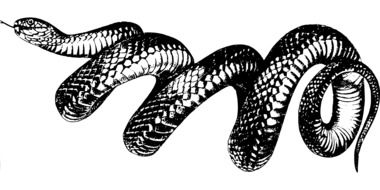 clipart of painted poisonous snake