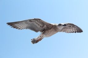 Seagull Sky