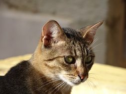 portrait of Relaxed Mackerel Cat at Sunlight