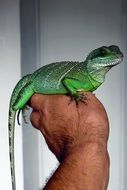 Chinese Water Dragon
