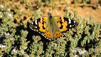 butterfly the the national park in cyprus