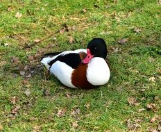 duck lying on a green meadow