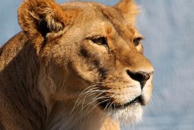 Lioness Zoo Animal Lion Cat