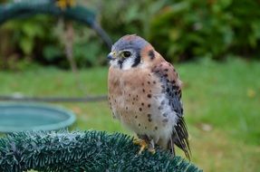 young kestrel in wildlife