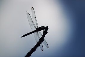 dragonfly on a branch at night