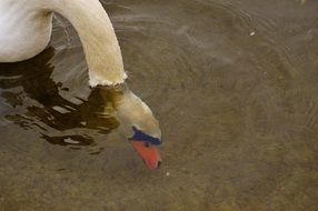 Swan stuck his head in the water