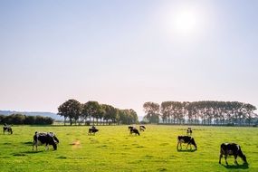 Cattle on a pasture