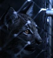 Caught lynx in the cage