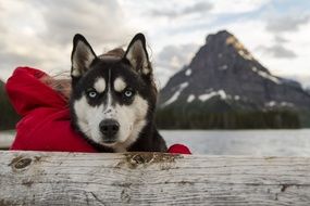 beautiful husky on a background of snowy mountains