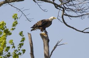 bald eagle on a dry tree