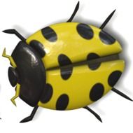black yellow ladybird on the white background
