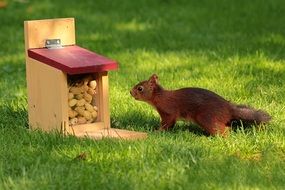 squirrel near the feed fox