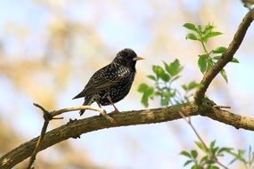 songbird on the branch