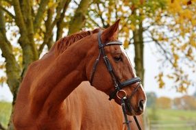 graceful horse in autumn