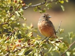 closeup picture of Robin bird on a tree branch