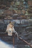 Beautiful lion in wildlife