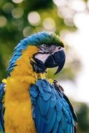 portrait of the yellow and blue macaw